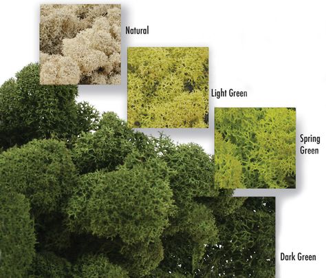 DIY Living Wall - Quick, Easy & Very Low Maintenance — Edible Walls Moss Wall Diy, Live Moss Wall Art, Live Moss Wall, Living Moss Wall, Living Wall Diy, Green Wall Plants, Moss Graffiti, Moss Plant, Reindeer Moss