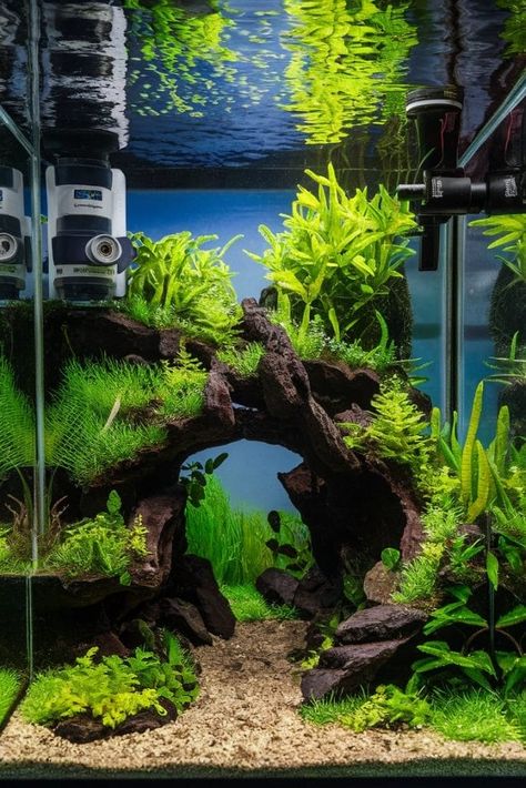 Fish Tank Scape Ideas, Shrimp Breeding Tanks, Shrimp Aquarium Ideas, Simple Aquarium Ideas, Home Aquarium Aesthetic, Shrimps Aquarium, Shrimp Tank Aquascape, Natural Fish Tank Ideas, Nano Shrimp Tank