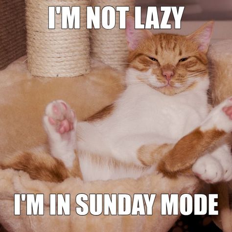 Sunday Cat Quotes, Sunday Memes Hilarious, Sunday Humor Hilarious Mornings, Lazy Sunday Quotes, Funny Sunday Memes, Sunday Morning Quotes Inspirational, Funny Sunday, Sunday Meme, Sunday Humor