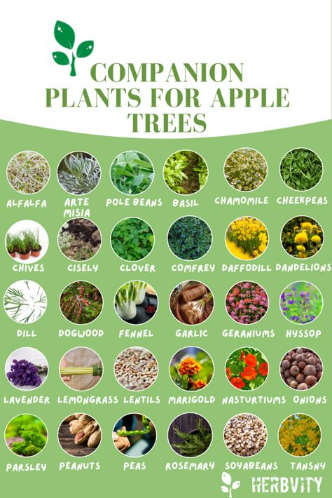 Companion plant infographic for apple trees Companion Planting Apple Trees, Orchard Companion Planting, Where To Plant Apple Trees, Apple Tree Landscaping Ideas, Apple Companion Plants, Homestead Fruit Trees, Nut Tree Guild, Apple Tree Guild Companion Planting, Tree Guild Companion Planting