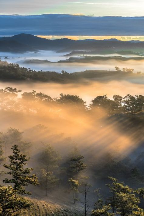 Dalat Vietnam Photography, Brazil Rainforest, Vietnam Landscape, Da Lat Vietnam, Vietnam Holiday, Vietnam Beauty, Vietnam Painting, Dalat Vietnam, Vietnam Trip