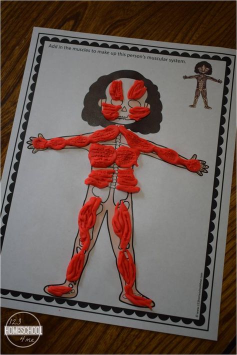 muscular system Muscular System Project, Muscular System For Kids, Muscular System Activities, Playdough Mats Printable, Human Body Muscles, Human Body Unit Study, Human Body Projects, Free Human Body, Playdoh Mats