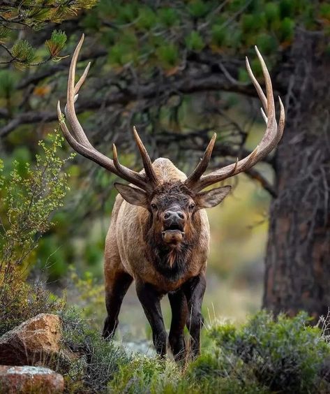 Elk Images, Elk Painting, Elk Pictures, Elk Photography, Deer Wallpaper, Big Deer, North American Animals, Hunting Pictures, Moose Deer