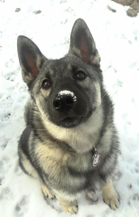 Norweigen Elkhound, Elkhound Norwegian, Norwegian Elk Hound, Norwegian Buhund Dog, Norwegian Elkhound, Pretty Dogs, Pretty Animals, Like Animals, Silly Animals