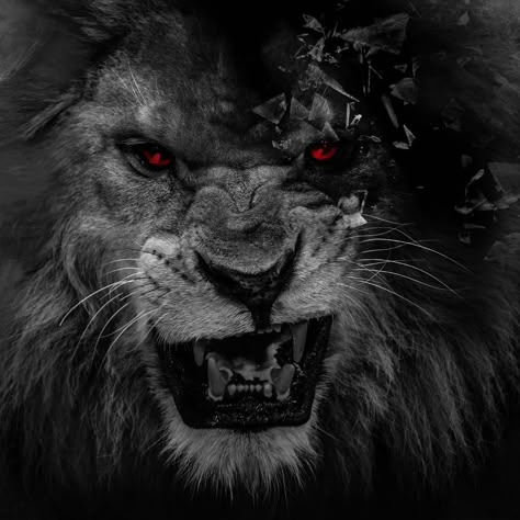 3d Wallpaper Lion, Lion Wallpapers, Lion Background, Lion Hd Wallpaper, Lion Photo, Lion Live Wallpaper, Lion Eyes, Black And White Lion, Female Lion