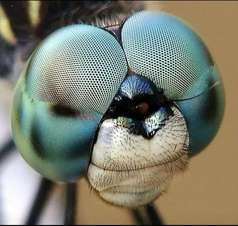 Smiling Dragonfly Macro Fotografie, Insect Eyes, Dragonfly Photos, Foto Macro, Dragon Flys, Micro Photography, Dragonfly Art, Beautiful Bugs, Close Up Photography