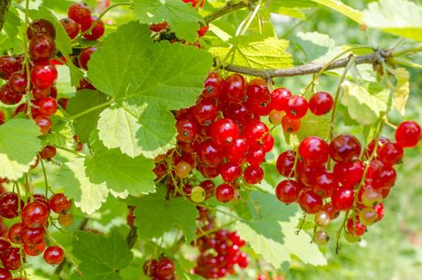 Currant Bush, Fast Growing Shrubs, Red Currants, Low Maintenance Shrubs, Fruit Bushes, Berry Bushes, Organic Mulch, Foundation Planting, Plant Diseases