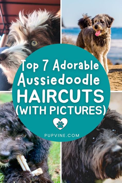 Are you currently considering a hairstyle that would best suit your Aussiedoodle? Find your inspiration on our list of the top 7 Aussiedoodle haircuts! Grooming Australian Shepherd, Aussie Doodle Puppy, Aussie Hair Products, Puppy Haircut, Colorful Hairstyles, Puppy Mom, Best Suit, Teddy Bear Dog, Puppy Grooming