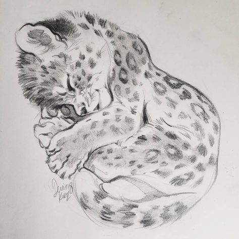 Morning warmup sketch of a baby leopard sleeping like a kitten! #sketchbook #sketchdaily #leopard #cuteanimals #pencildrawing inspired by… Leopard Sleeping, Drawing Sleeping, Leopard Sketch, Snow Leopard Drawing, Devin Elle Kurtz, Endangered Species Art, Leopard Drawing, Animal Caricature, Adult Colouring Printables