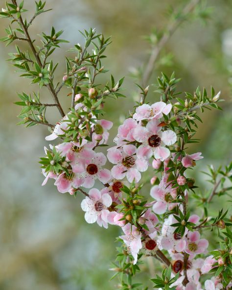 New Zealand Flora And Fauna, New Zealand Native Plants, New Zealand Native Flowers, New Zealand Plants, New Zealand Flowers, Forest Restoration, Manuka Plant, Nz Flowers, Manuka Flower