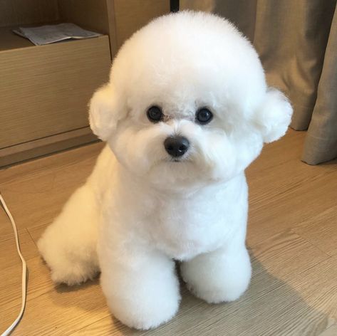 Shih Tzu Bichon, Bichon Frise Puppy, Pomeranian Dogs, Bichon Dog, Very Cute Puppies, Dog Haircuts, Bichon Frise Dogs, Cute Pups, Highland Terrier