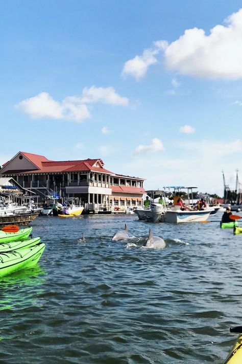 Shem Creek Charleston, Shem Creek, Charleston Beaches, Charleston Vacation, Cypress Gardens, Isle Of Palms, Kayak Tours, Kiawah Island, Folly Beach