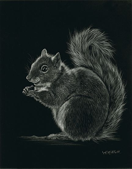 Scratchboard Animals, Scratch Board Art, Black Paper Art, Black Canvas Art, Squirrel Art, Scratchboard Art, Black Paper Drawing, Silhouette Painting, Artist Watercolor