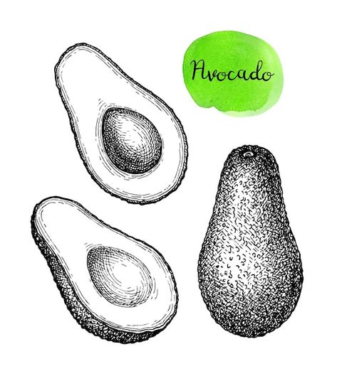 Avocado Drawing, Avocado Tattoo, Avocado Art, Pot Art, Hand Drawn Vector Illustrations, Collage Illustration, Eco Printing, Ink Sketch, Merchandise Design