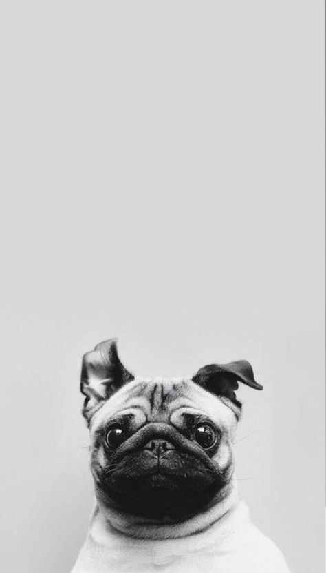 Wallpaper Iphone7 Plus, Wallpaper Pug, Pug Wallpaper, Dog Wallpaper Iphone, Anjing Pug, Dog Phone, Cutest Animals, Pug Puppies, Dog Wallpaper