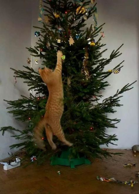 Cats Vs Christmas Tree Meme - Gotta Get That Ball Christmas Kitties, Christmas Critters, Christmas Kitty, Decorate Christmas, Cat Book, Cat Christmas Tree, Tabby Cats, Meowy Christmas, Christmas Scenes