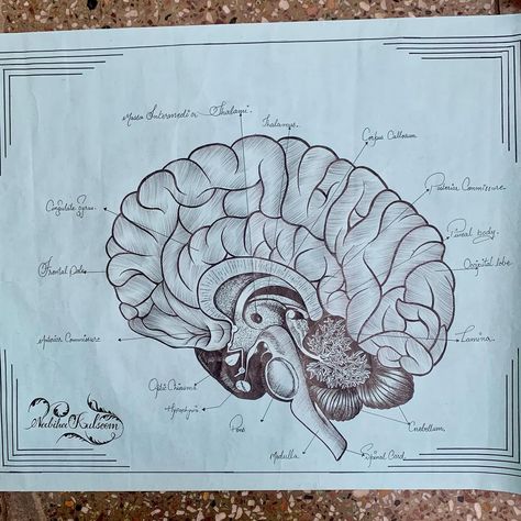 Human brain 🧠 structure Brain Pencil Drawing, Calligraphy Pencil, Drawing Calligraphy, Pencil Sketching, Brain Structure, Human Brain, Artist Drawing, Pencil Drawing, Shades Of Black