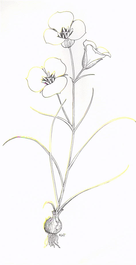 KKKaye Thorne sego lily drawing for Utah Native Plant Society Sego Lily Flower Tattoo, Sego Lily Drawing, Sego Lily Tattoo, Utah Flowers, Sego Lily, Lily Drawing, Mariposa Lily, Lillies Tattoo, Mayan Tattoos