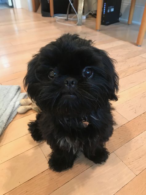 Black Shitzu, Black Shih Tzu, Shitzu Puppies, Dog Info, Shih Tzu Puppy, Shih Tzu Dog, Teacup Puppies, Happy Puppy, Shih Tzus