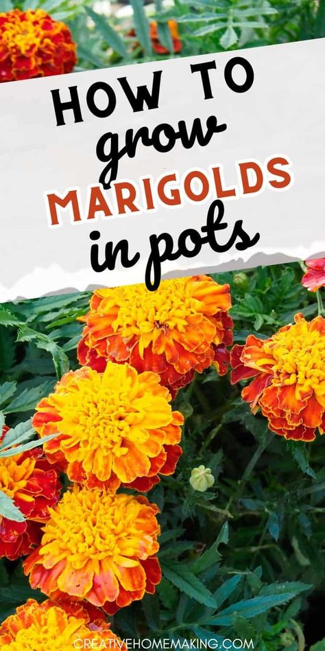 Discover the secrets to successfully growing marigolds in pots, from selecting the right container to providing the ideal growing conditions. Get started on your blooming masterpiece! Marigolds In Pots, Plants In Containers, Growing Marigolds, Planting Marigolds, Fall Flowers Garden, Mosquito Repelling, Container Garden Design, Backyard Garden Landscape, Mosquito Repelling Plants