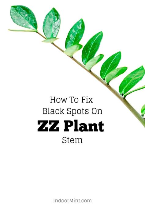 Zz Plant Care, Household Plants, Zz Plant, Indoor Plant Care, Plant Guide, Plant Decor Indoor, Plant Stem, Black Spot, Indoor Garden