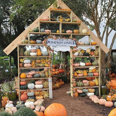 Pumpkin Patch, Fall, Fall Activities, Family Activities Pumpkin Photo Op Ideas, Pumpkin Patch Window Display, Small Backyard Pumpkin Patch, Pumpkin Farm Stand Ideas, Farmers Market Pumpkin Display, Diy Pumpkin House, Fall Pumpkin Displays Outside, Pumpkin Patch Garden Ideas, Backyard Pumpkin Patch Ideas