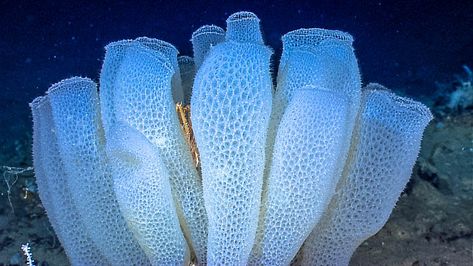 (Hexactinellida / Glass Coral Reef (Canada) - 9,000 years old Phylum Porifera, Fish In The Ocean, Life Underwater, Ocean Wonders, Creatures Of The Deep, Creature Marine, Ocean Scenery, Sea Floor, Sea Sponge