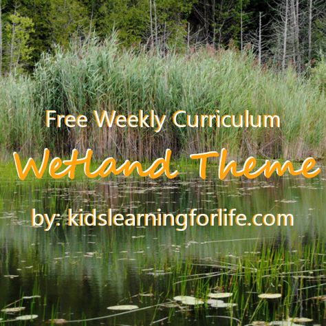 Alligator Unit Study, Swamp Activities For Kids, Wetlands Activities, Swamp Alligator, Wetland Animals, Wetland Biome, Crocodile Habitat, Preschool Curriculum Themes, Curriculum Themes