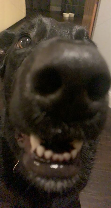 Black Guard Dog, Sirius Animagus, Rabid Dog, Scary Dog, Blurry Photos, Scary Dogs, Funny Dog Photos, Dark Images, Black Labs