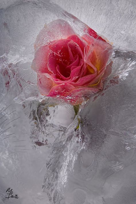 Frozen Flowers "Ice Rose" Frozen Flowers, Ice Photography, Frozen Rose, Floral Ice, Flower Ice, Rosé Aesthetic, Flowers Aesthetic, Trendy Flowers, Winter Flowers