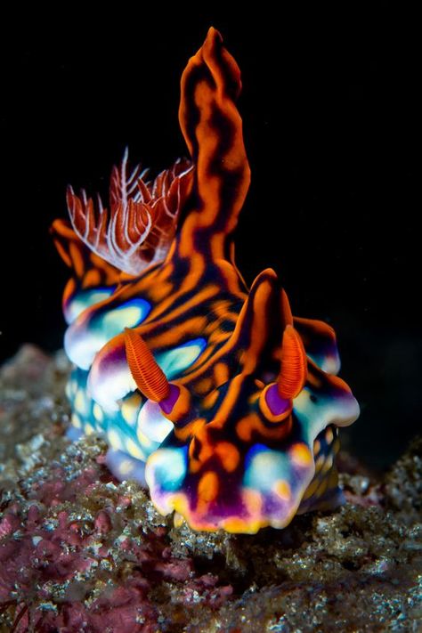 Foto Macro, Creature Marine, Bawah Air, Fauna Marina, Deep Sea Creatures, Sea Slug, Beautiful Sea Creatures, Water Animals, Underwater Creatures