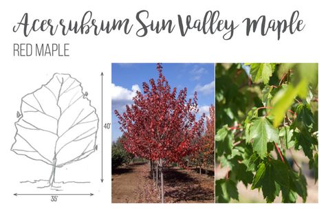 Crimson Maple Tree, Crimson King Maple Tree, Redpointe Maple Tree, Big Leaf Maple Tree, Sun Valley Red Maple Tree, Acer Rubrum, Tree Id, Red Maple Tree, Red Maple