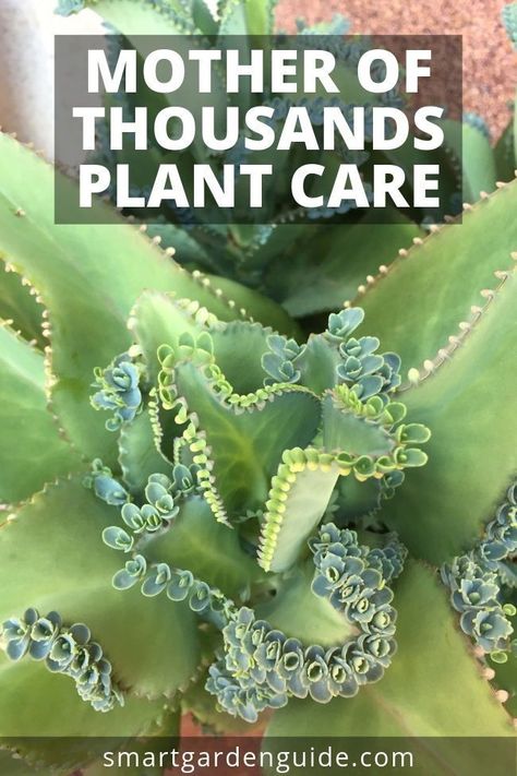 How to care for mother of thousands. Otherwise known as mexican hat plant or alligator plant. This amazing houseplant is easy to care for and fascinating to watch as it produces loads of mini plantlets. Read more at smartgardenguide.com Alligator Plant, Mother Of Thousands Plant, Mexican Hat Plant, Suculent Plants, Mother Of Thousands, Snake Plant Care, Plant Care Houseplant, Mexican Hat, Inside Plants