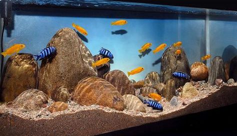 johnlabbe's Tank: Saulosi Social Society African Cichlid Tank Design, Frontosa Tank, Bow Front Aquarium, Mbuna Cichlids, African Cichlid Tank, Cichlid Tank, African Cichlid Aquarium, Cichlid Aquarium, Malawi Cichlids