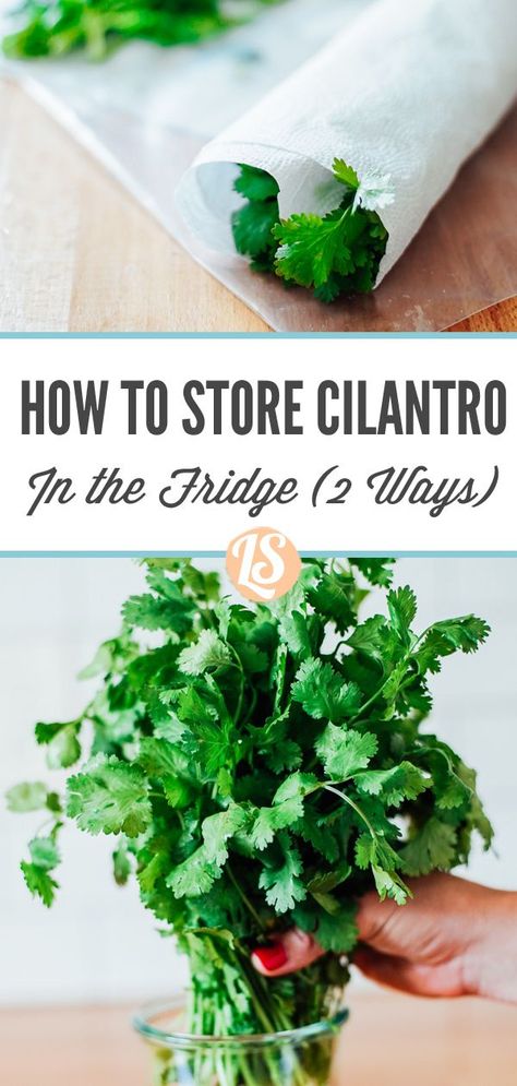 Cilantro is a fresh herb that adds so much flavor to a variety of dishes. But, it doesn’t keep fresh for long, unless you store it properly. How to store cilantro for weeks in the fridge or longer in the freezer. How To Preserve Cilantro, Storing Fresh Herbs, Fresh Herb Storage, Cilantro Storage How To Store, How To Preserve Fresh Cilantro, How To Store Fresh Herbs, How To Store Herbs In Fridge, How To Store Cilantro, Storing Herbs In Fridge