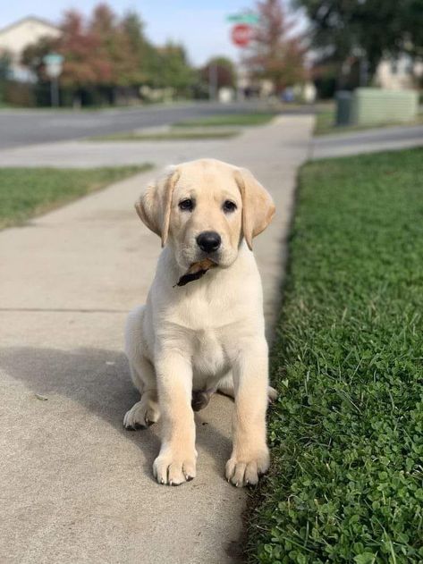 Yellow Labs, Labrador Retrievers, Lab Puppies, Yellow Lab, Baby Puppies, Baby Animals, Labrador Retriever, Labrador, Cute Dogs