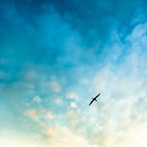 Black And White Birds, Birds In The Sky, Design Seeds, Sky And Clouds, Big Sky, Bird Photography, Sky Photography, Blog Photography, Color Inspiration