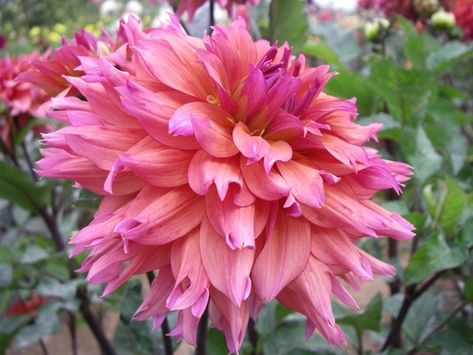 Sonic Bloom, Dahlias Garden, Garden Bulbs, Gorgeous Gardens, Dream Garden, Cut Flowers, Old House, Garden Inspiration, Dahlia