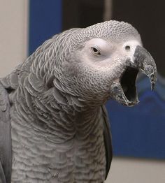 UNDERSTANDING BASIC PARROT BEHAVIOUR Yawning Animals, Gray Parrot, Parrot Training, Parrot Pet, Grey Parrot, Funny Parrots, Parrot Cage, African Grey Parrot, Parrot Toys