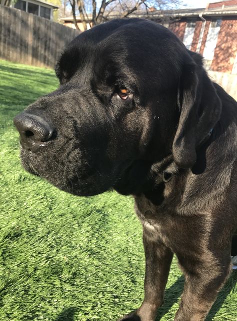 Mastador dog for Adoption in Holden, MO. ADN-517459 on PuppyFinder.com Gender: Male. Age: Adult Mastador Dog, Cane Corso Mastiff, Mastiff Mix, Parenting Plan, Labrador Retriever Mix, Find Your Match, Dogs For Adoption, Kittens For Adoption, Cane Corso