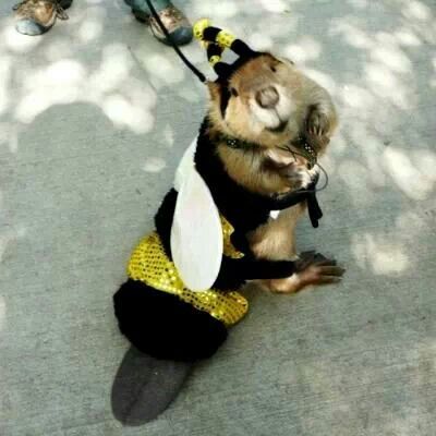 Beaver in a bee costume Bee-ver! Bee Costume, Pet Costumes, Cute Creatures, 귀여운 동물, Animal Memes, Cuteness Overload, Animals Friends, Funny Cute, A Dog