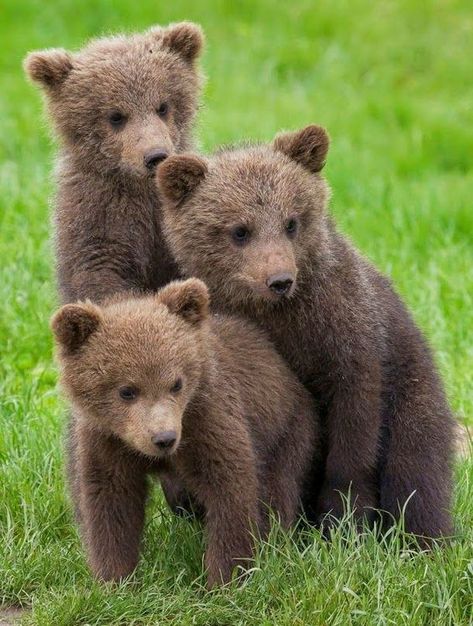 Baby Panda Bears, Brown Bears, Funny Bears, Baby Animals Pictures, Bear Pictures, Love Bear, Baby Panda, Bear Art, Bear Cubs