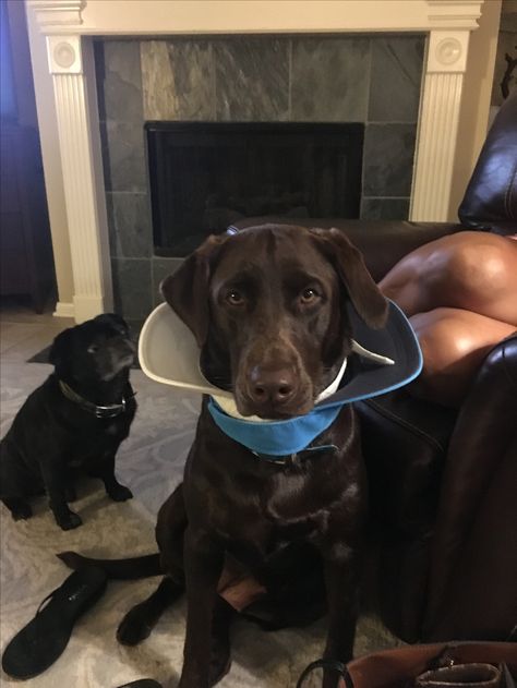 DIY dog cone collar Diy Dog Cone, Cones For Dogs, Dogs Silly, Dog Cone Alternative, Cone Ideas, Alternative Diy, Cone Collar, Dog Cone, Dog Medicine