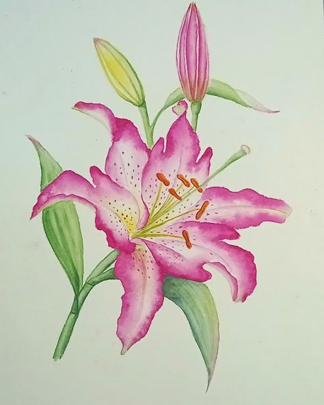 Lilium Flower Drawing, Lily Flower Sketch, Watercolor Lillies, Watercolor Lilly, Lily Flower Illustration, Lily Watercolor Painting, Rose Flowers Drawing, Lily Artwork, Lily Illustration