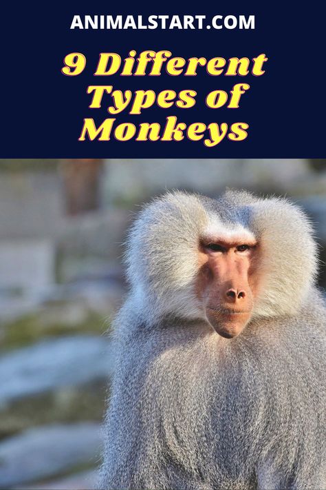 Learn how many different types of monkeys are there all around the world #monkeys Different Types Of Monkeys, Monkey Types, Monkey Species, Types Of Monkeys, Fun Facts About Animals, Animal Facts, Baby Monkey, All Around The World, Monkeys