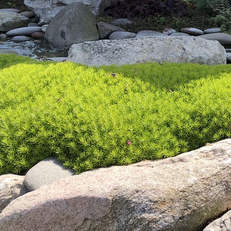 SEDUM_LEMON_CORAL_STONECROP_GC_SEDLC_01 Lemon Coral Sedum, Proven Winners Perennials, Low Growing Shrubs, Long Blooming Perennials, Garden Calendar, Front Landscaping, Planting Shrubs, Garden Whimsy, Drought Tolerant Plants