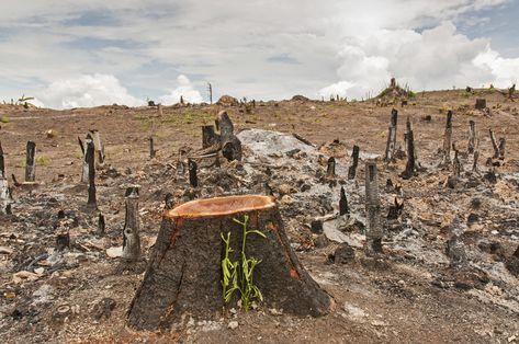 Deforestation Poster, Save Tree Save Earth, تلوث المياه, Futuristic Transport, Mysterious Photography, Amazon Deforestation, Environment Quotes, Environmental Activism, Forest Resources