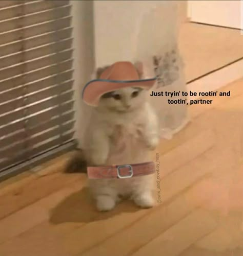 Image Replies, Reply Pics, Western Core, Cowboys Memes, Raccoon Meme, Standing Cat, Silly Kitties, Silly Kitty, Cowboy Quotes