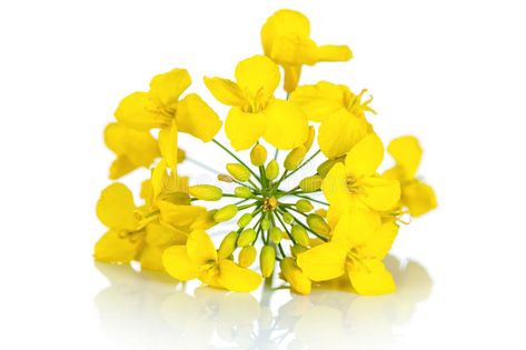 Rapeseed Flower. On white background. Brassica napus blossom , #spon, #white, #Flower, #Rapeseed, #background, #blossom #ad Rapeseed Flower, Flower On White Background, Flower Stock, Woman Illustration, Flower Illustration, White Flower, Agriculture, Photo Image, White Background