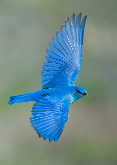 Pájaro azul de la montaña - Norteamérica del noroeste Blue Birds Flying, Blue Bird Flying, Bluebird Flying, West America, Blue Bird Feather, Mountain Blue Bird, Mountain Bluebird, Indigo Bunting, Bird Flying